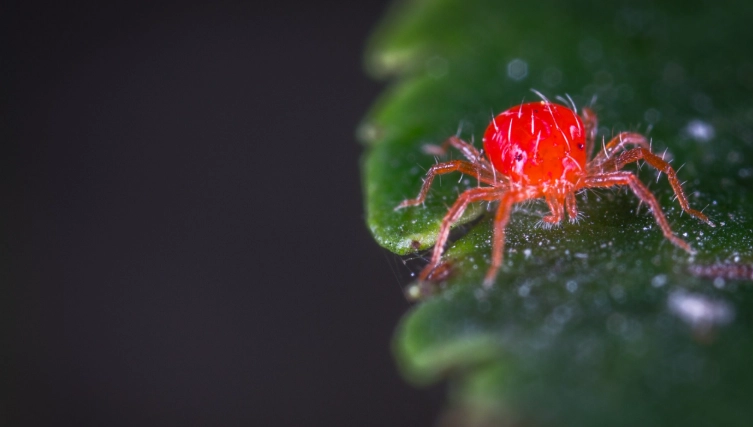 紅蜘蛛防治