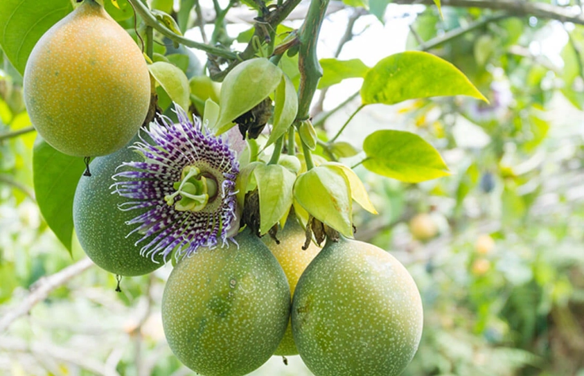 台灣百香果栽培