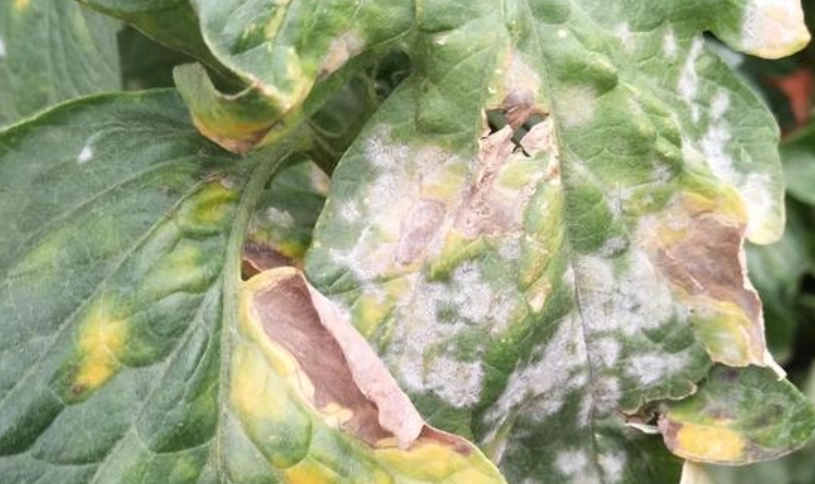 番茄病害管理 番茄病害管理