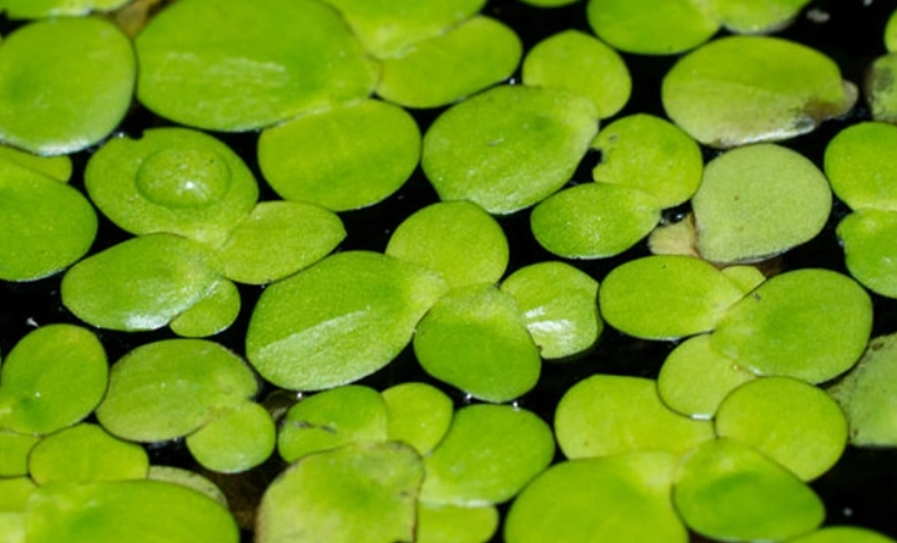 室外水生植物種類