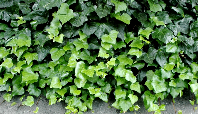 長春藤修剪方法