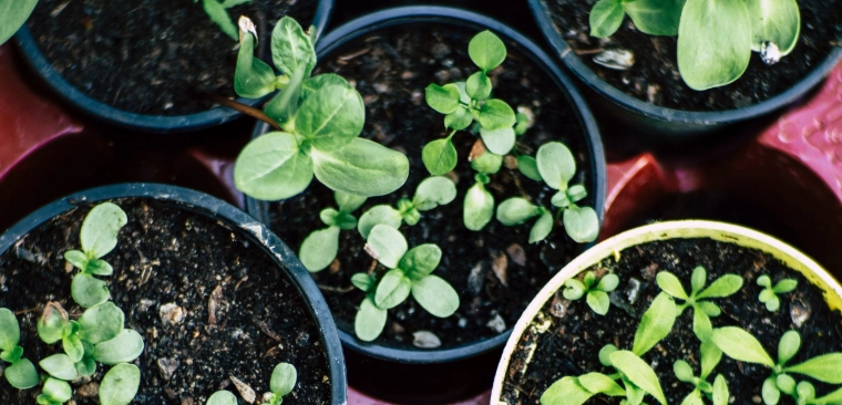 花盆種菜安全性