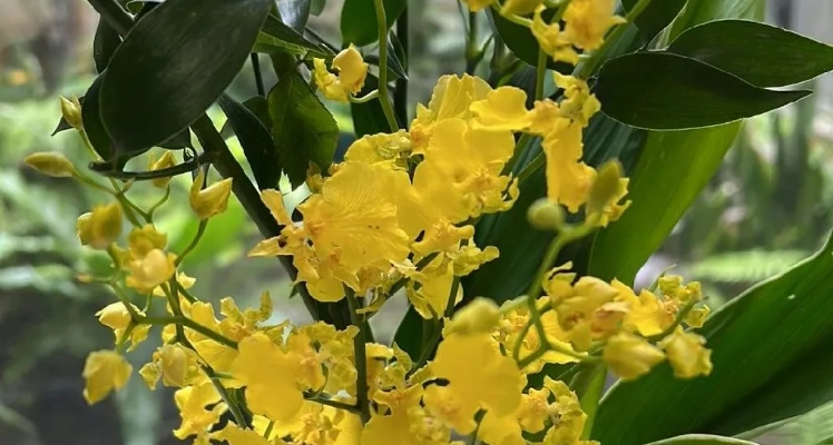 文心蘭開花技巧