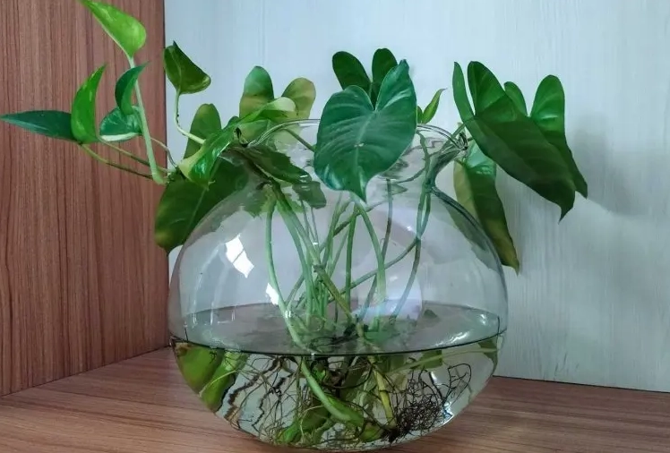 水耕植物養護
