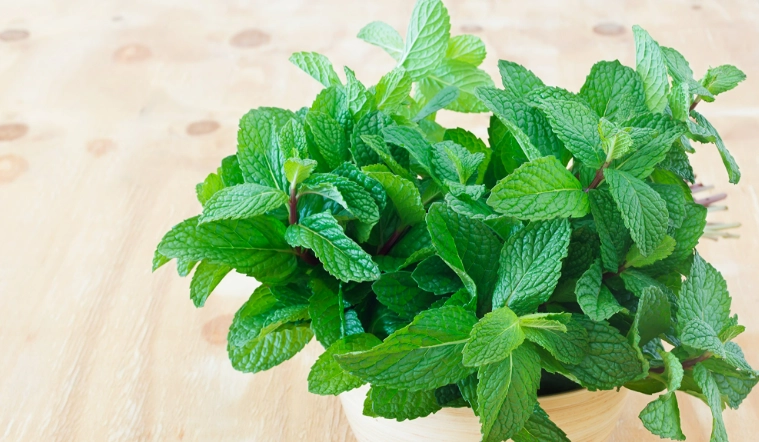 薄荷養護常見問題