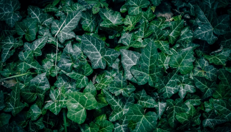 常春藤葉子變黃