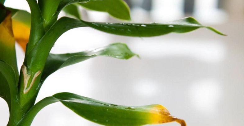 植物葉子變黃原因