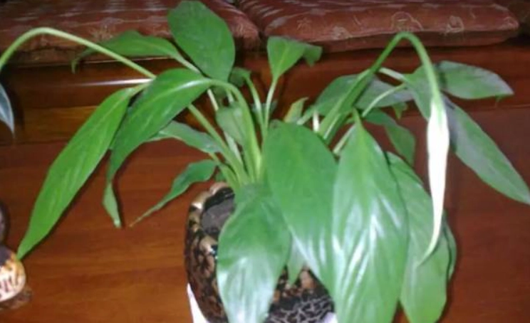 盆栽葉子下垂處理 盆栽葉子下垂處理