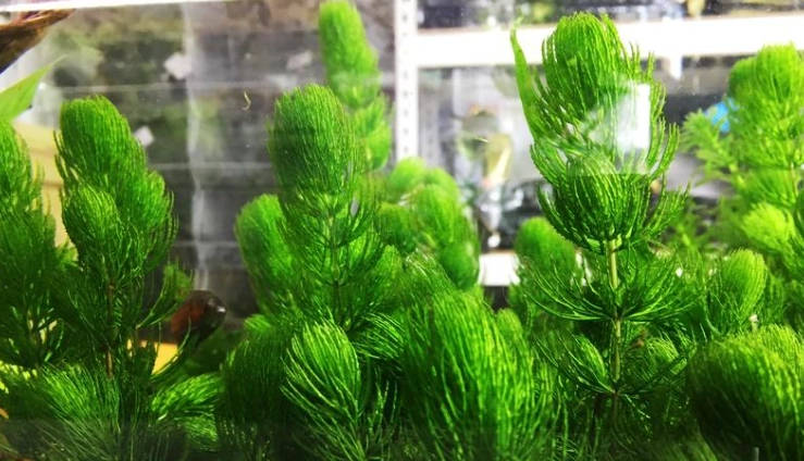 室外水生植物種類