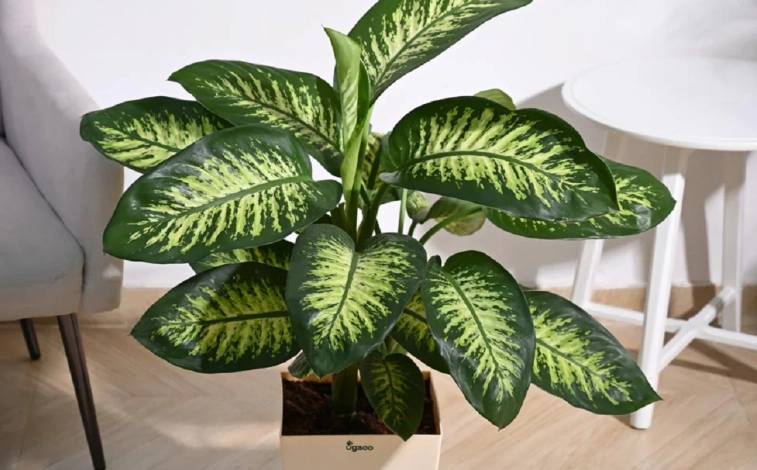 萬年青修剪 萬年青修剪