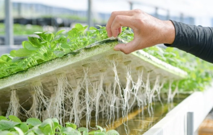 水耕系統維護