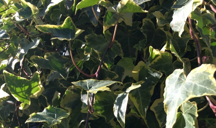 長春藤修剪時機