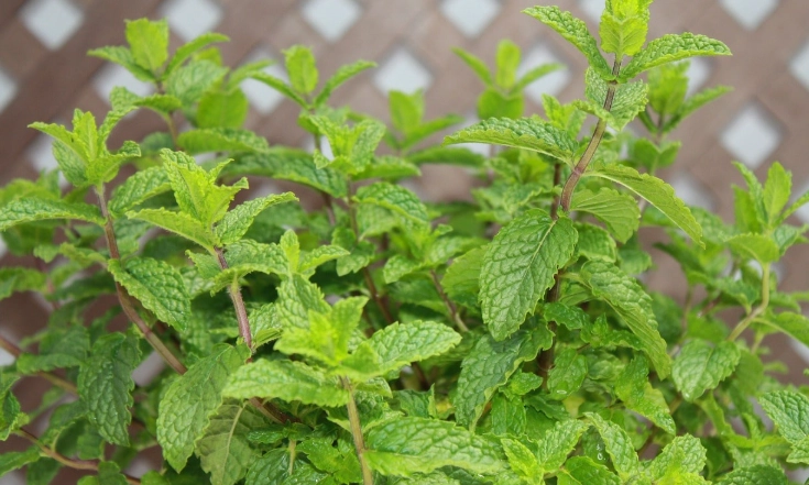 薄荷照顧方法