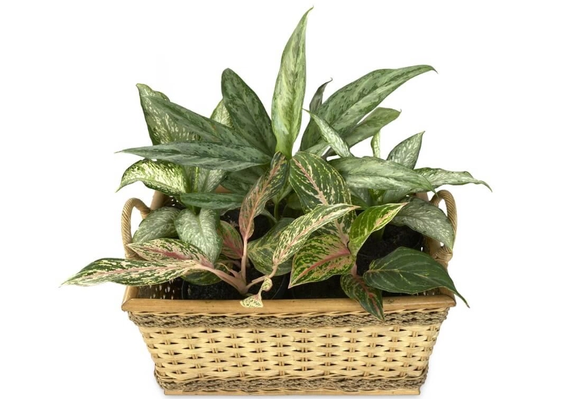 萬年青種植方法