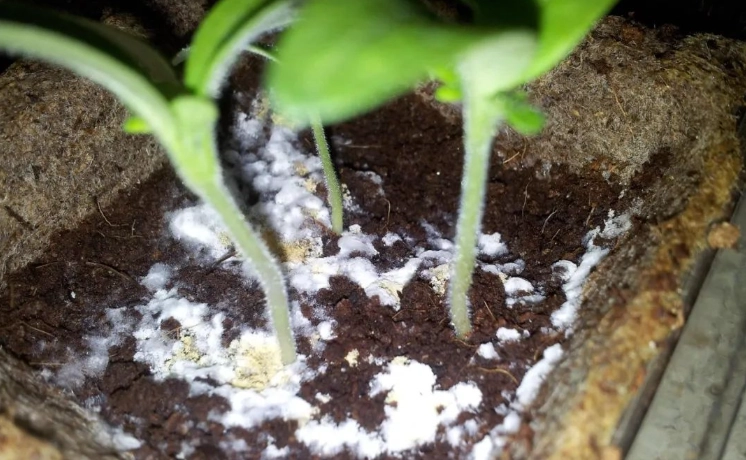 盆栽土發霉處理 盆栽土發霉處理