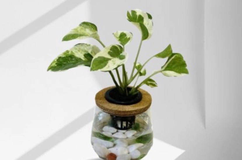 黃金葛水耕根部發黑