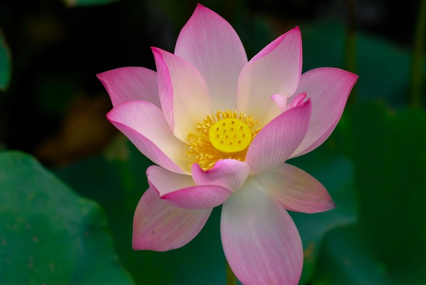 越南蓮花種植 越南蓮花種植