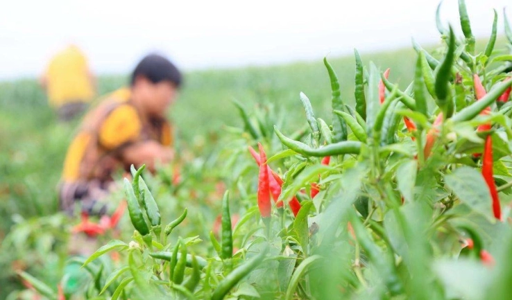 辣椒不開花原因