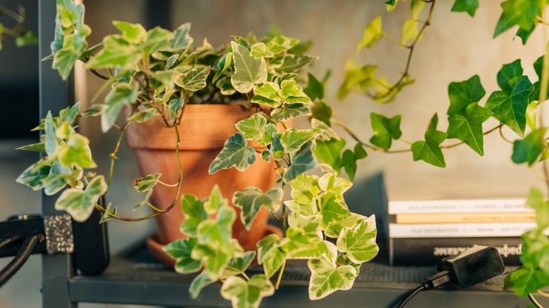 常春藤光照需求 常春藤光照需求