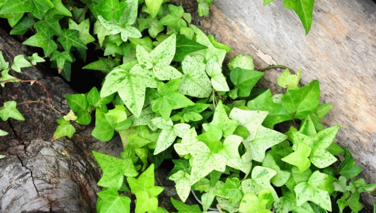 長春藤種植方法