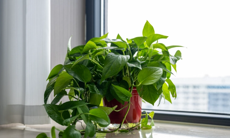 低光照盆栽照顧