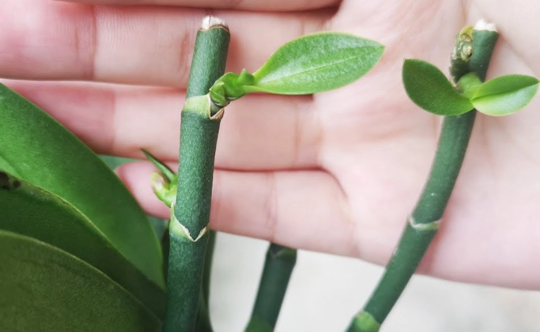 蘭花花梗折斷處理