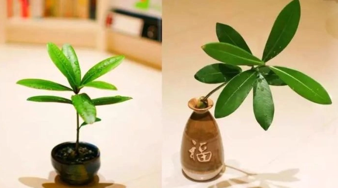 水耕種植技術