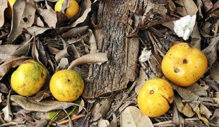 福木果實可以吃嗎