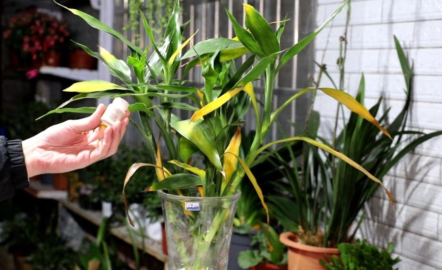 富贵竹叶子变黄