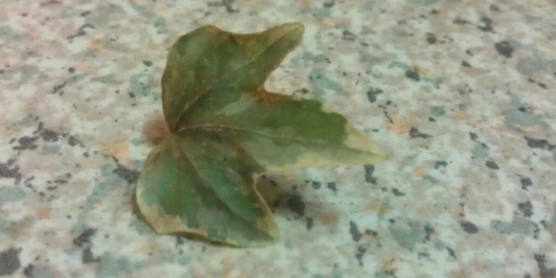 常春藤葉子變黃