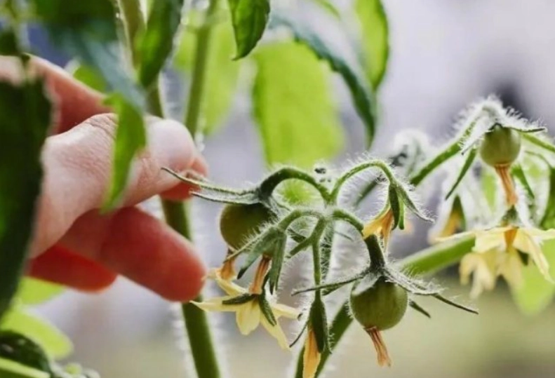 番茄人工授粉時機