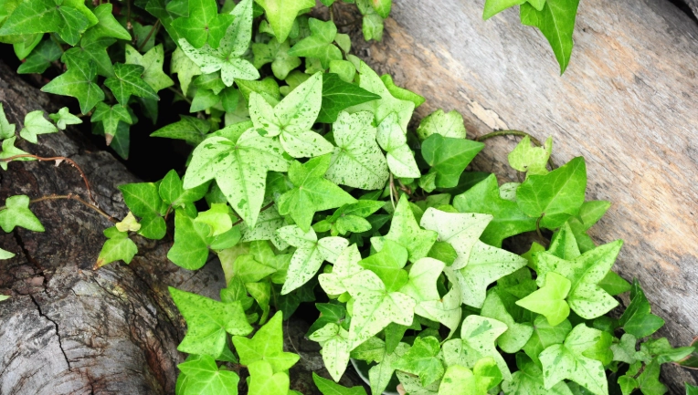 長春藤修剪時機