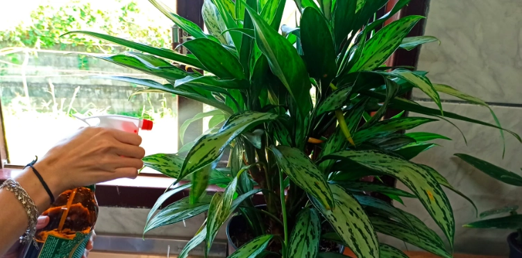 萬年青常見問題