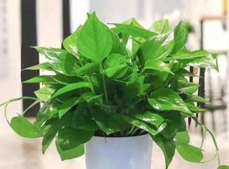 植物曬太陽注意事項