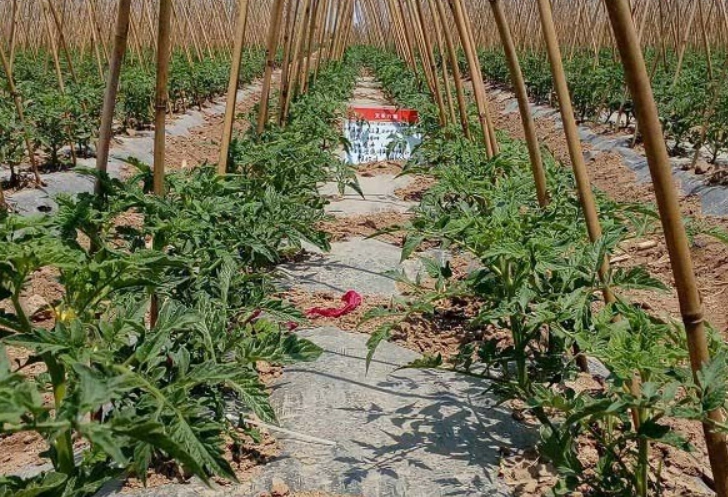 番茄肥料施用時間