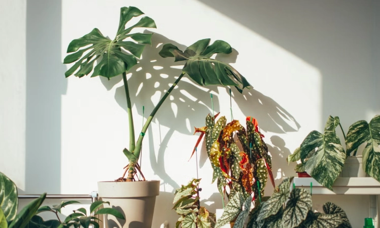 盆栽葉子下垂處理 盆栽葉子下垂處理