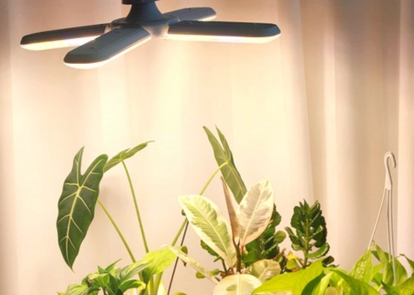 日光燈種植植物