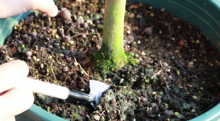 盆栽土壤發霉原因