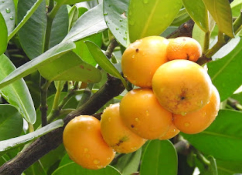 菲島福木果實食用