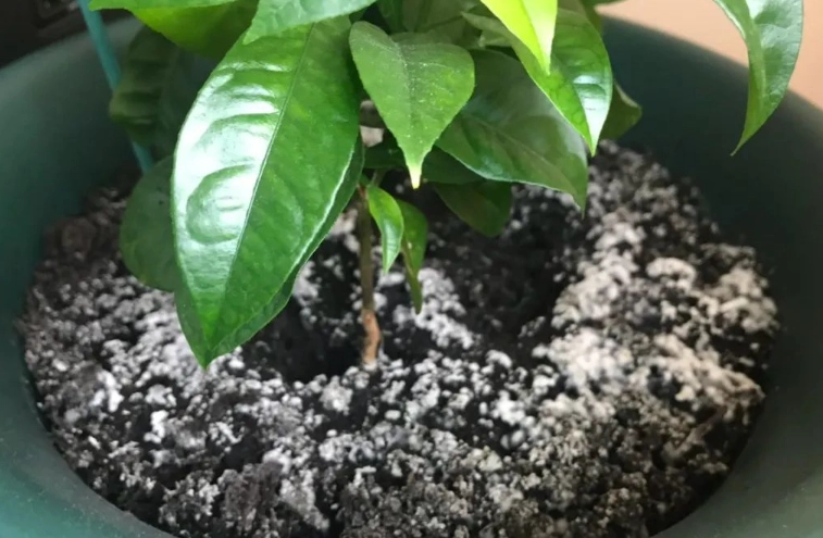 盆栽土壤發霉原因 盆栽土壤發霉原因