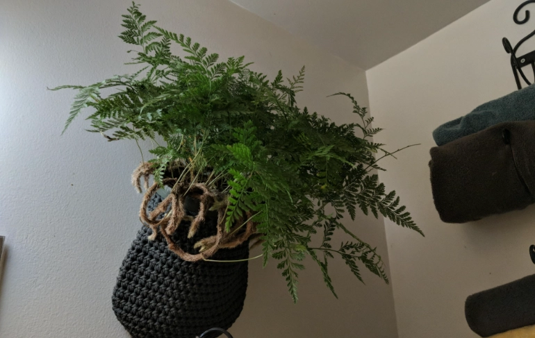 兔腳蕨照顧 兔腳蕨照顧