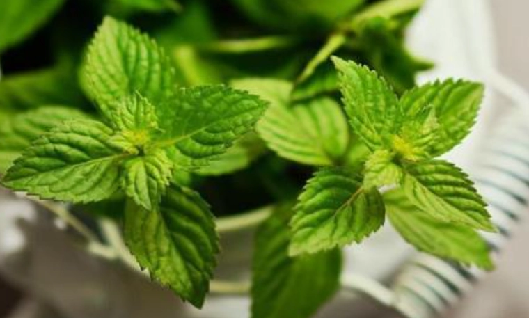 薄荷養護技巧