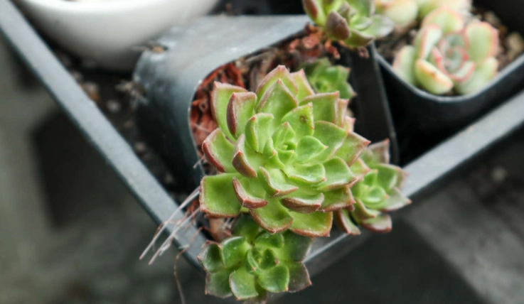 多肉植物養護