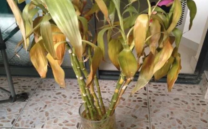 水培富贵竹叶子发黄