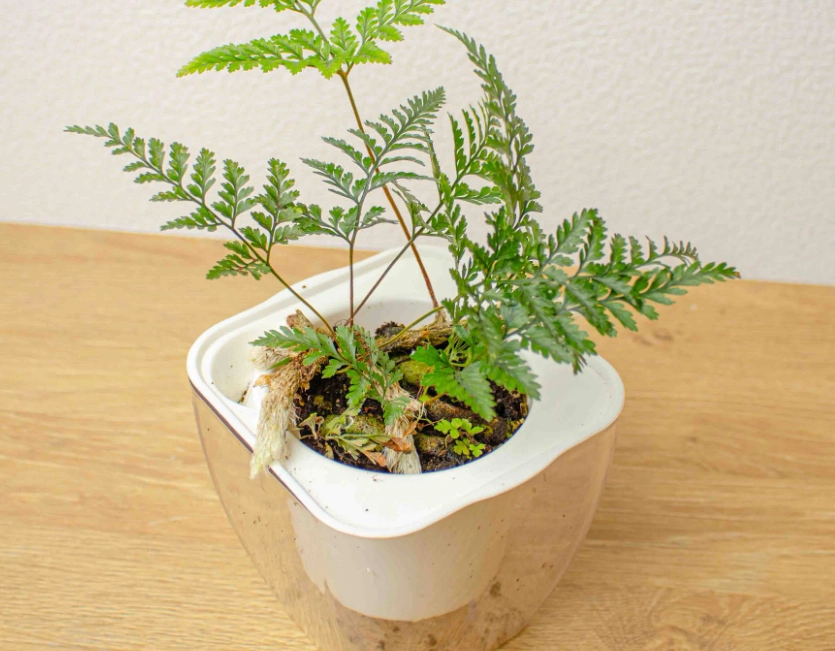 水培兔腳蕨方法 水培兔腳蕨方法