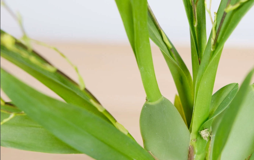 蘭花葉子皺皺原因