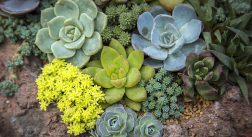 多肉葉片軟化原因