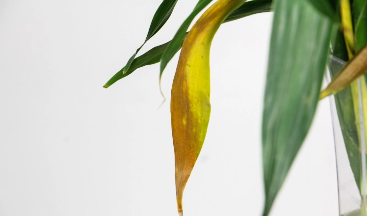 富貴竹葉子變黃