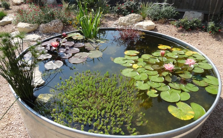 室外水生植物種類