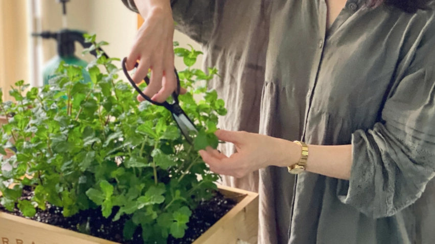 薄荷養護常見問題